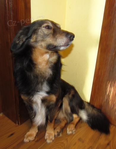 K��enec jezev��ka