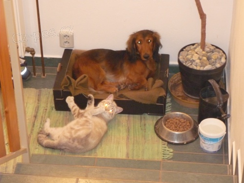 Ztracen� dlouhosrst� jezev��k