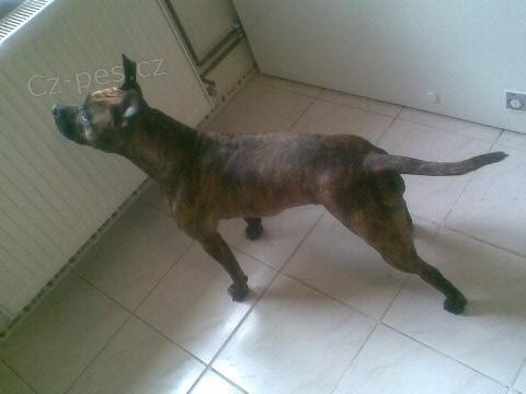 Hled� se Sendy !!!!! 