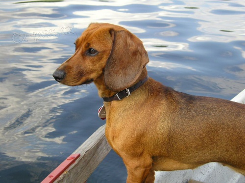 Hled�me kr�tkosrst�ho jezev��ka