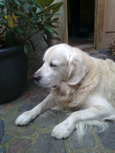 Ztratil se zlat� retriever Carlos