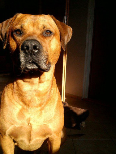 Ztratil se k��enec Rhod�sk�ho Ridgebacka