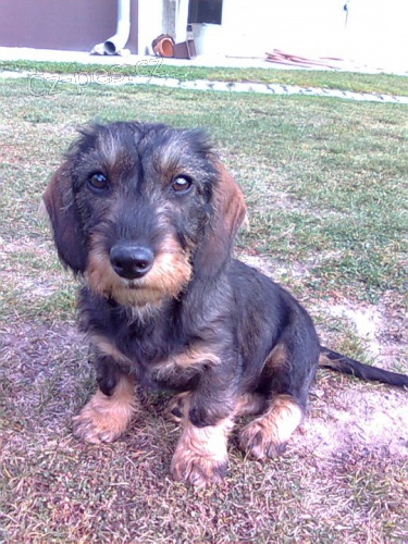 Hled� se hrubosrst� jezev��k