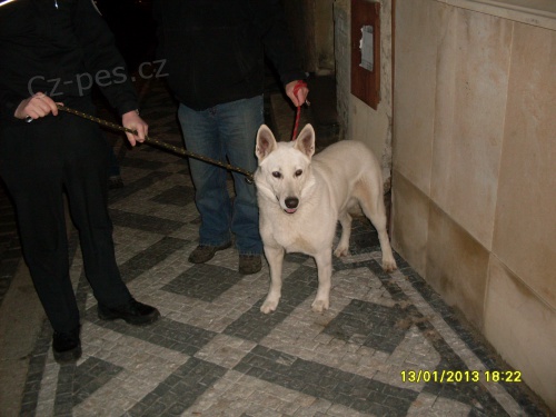 Našel se pes Našel se pes