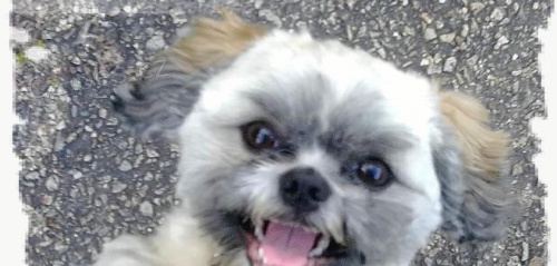 POMOZTE JERRYMU SE VR�TIT DOM�