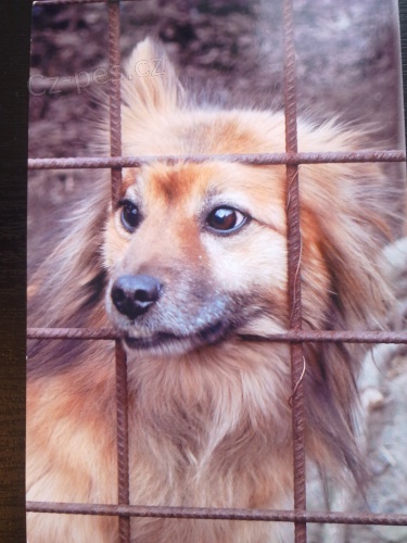 Ztratil se k��enec vl��ho �pice