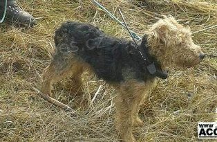 23.2.2013 ztratil se welshterier - Bu�anovice