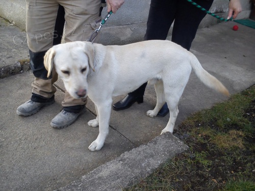 Světlý labrador Světlý labrador