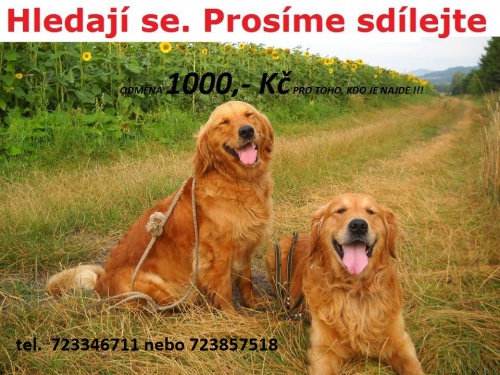 Ztratili se 2 zlatí retrívři  Ztratili se 2 zlatí retrívři
