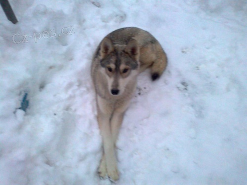 Sibi�sk� husky