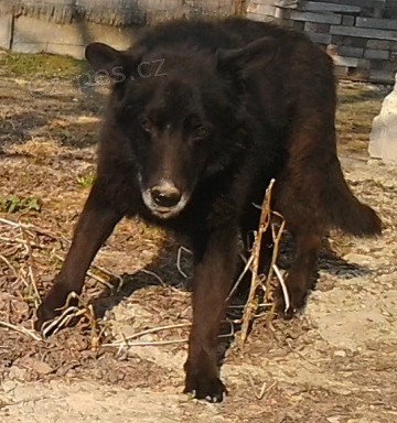 Ztratil se velk� �ern� k��. n�m. ov��ka