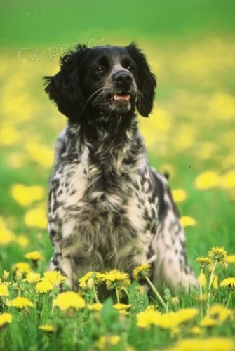 �erno�ice - ztratila se fenka  breta�sk�ho oha�e