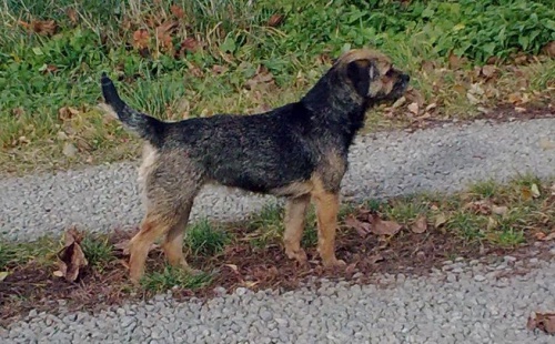 Ztratil se border teri�r