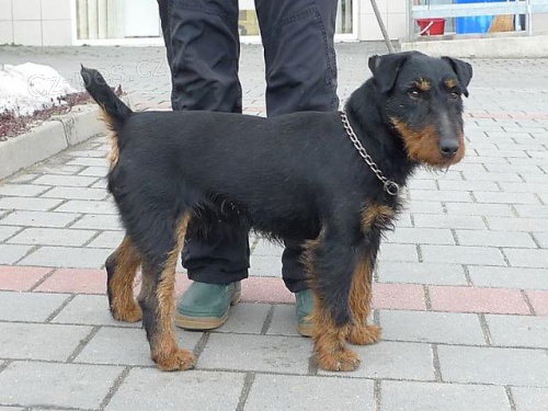 Našel se Jagdteriér Našel se Jagdteriér