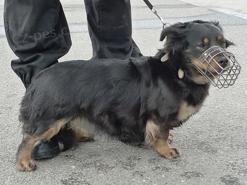 Našla se fenka Našla se fenka