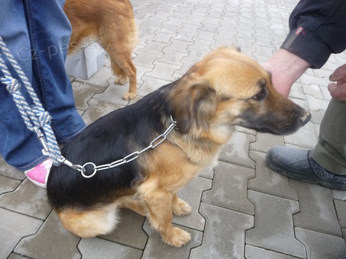 Našla se fenka Našla se fenka