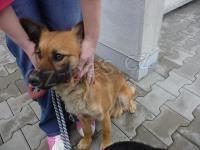 Našla se fenka Našla se fenka