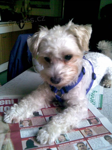 BENJI-MALT�Z��EK OKRES PRACHATICE JI�N� �ECHY