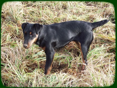 ZTR�TA N�MECK�HO JAGDTERI�RA