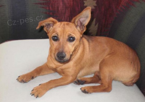 Trojanovice u Fren�t�tu p.Radho�t�m