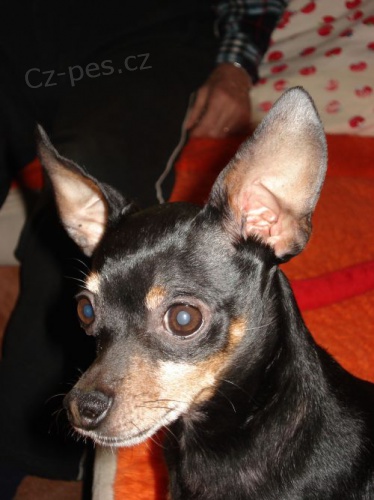 Ztratil se trpasli�� pin� (srn�� ratl�k)