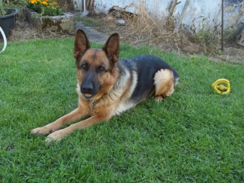 Ztracen� fena NO - ST�LE HLED�ME