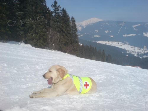 HLED� SE FENKA F�