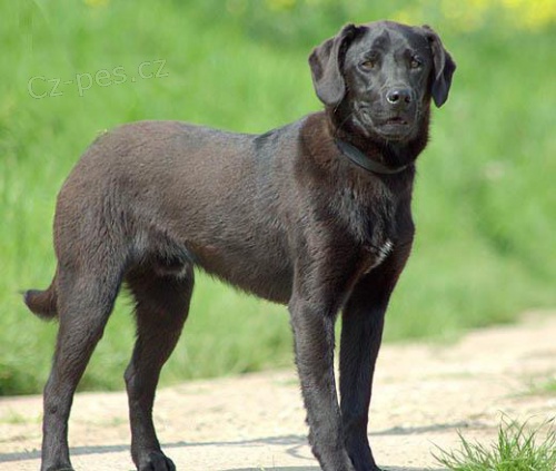 Nález kříženec labradora Kralupy, o. Mělník Nález kříženec labradora Kralupy, o. Mělník