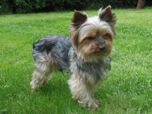 Ztratil se jork��rsk� teri�r!