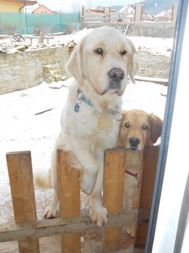 Ztratil se Zlat� retr�vr