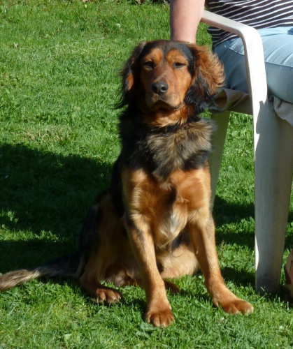 Pros�m o pomoc - n�vrat Rexe majitel�m