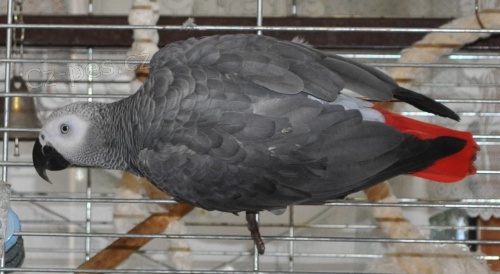 Papou�ek �ako ulet�l