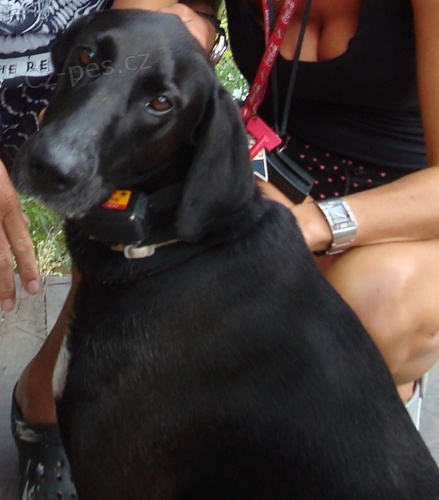 Ztratila se cern� fenka