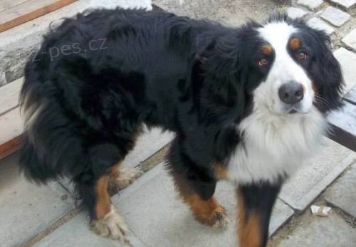 Hled� se Bernsk� sala�nick� pes