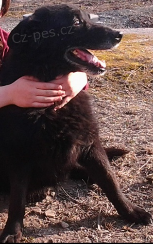 Ztratil.se.�ern�.k��.n�m.ov��ka