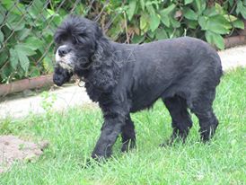 Am�lka hled� domov