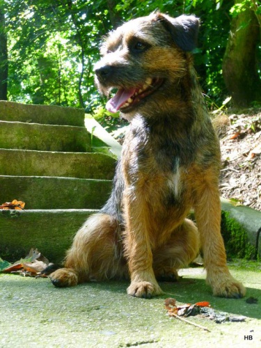 ST�LE HLED�ME FENKU BORDER TERIERA!