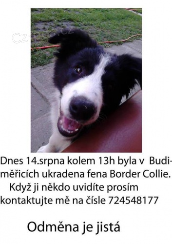 Ztracen� �t�n� border collie