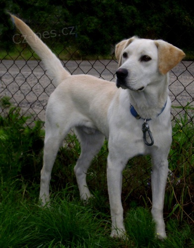 NALEZENÝ LABRADOR NALEZENÝ LABRADOR