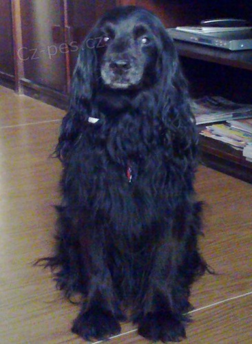 Hled� se pes - �ern� k��enec kokr�pan�la Zl�n