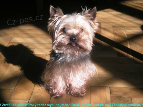 Ztratil se Yorkshirsk� teri�r