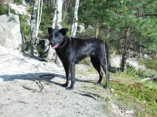 Ztratila se fena, k��enec labradorsk�ho retr�vra, 4 roky