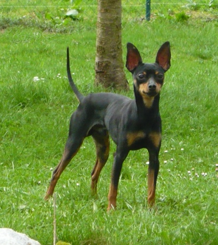 Ztratil se pra�sk� krysa��k