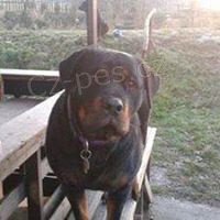 HLEDAJ� SE !!!! PROS�M POMOZTE !!!