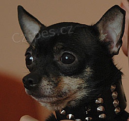 Moc pros�m o pomoc!!!