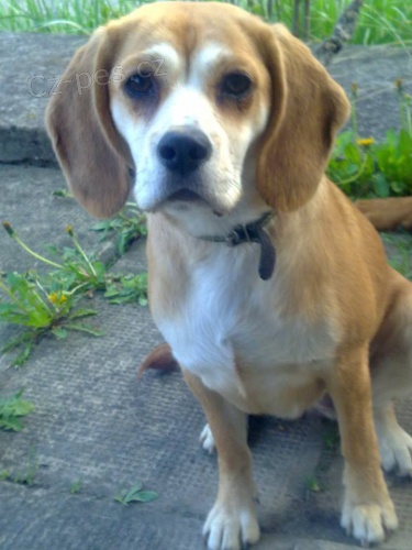 Ztracen� fene�ka Mary