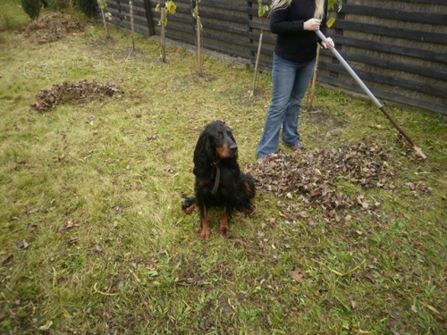 hled�me GORDONSETRA