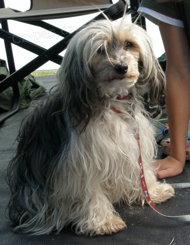 Ztracen� fenka z obce Spojil