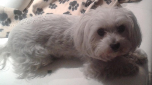 Hled�me fenku malt�z��ka