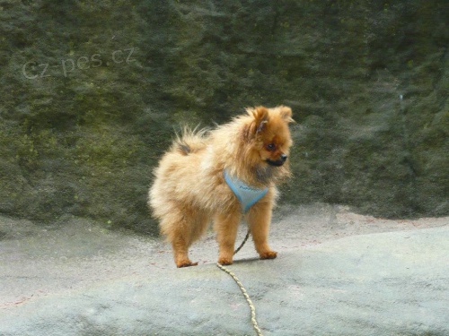 Ztratil se pejsek- trpasli�� �pic